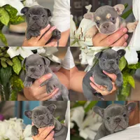 Lil Ray, a male French Bulldog for sale in Palm Coast, FL – 2 of 8
