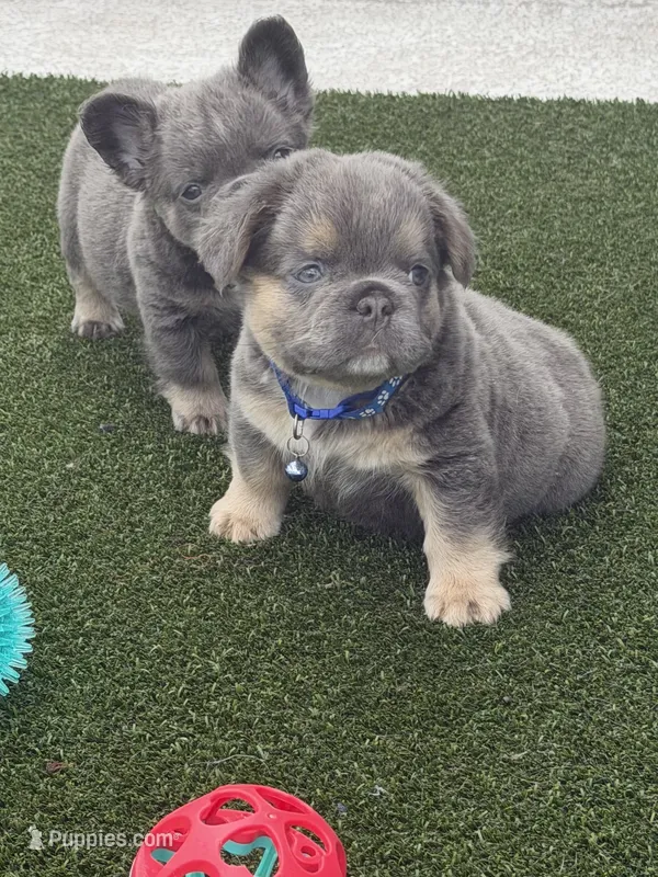 Blue – French Bulldog puppy for sale in Palm Coast, FL