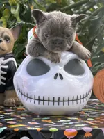 Green, a male French Bulldog for sale in Palm Coast, FL – 4 of 7