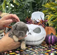 Blue, a male French Bulldog for sale in Palm Coast, FL – 4 of 6
