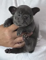 Reese, a male French Bulldog for sale in Palm Coast, FL – 4 of 8