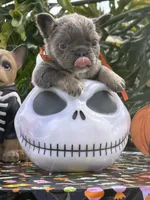 Green, a male French Bulldog for sale in Palm Coast, FL – 6 of 7