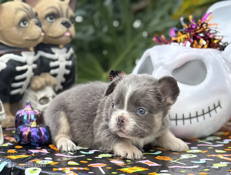 Yellow – French Bulldog puppy for sale in Palm Coast, FL