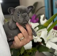 Reese, a male French Bulldog for sale in Palm Coast, FL – 6 of 8