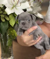 Roman , a male French Bulldog for sale in Palm Coast, FL – 3 of 6