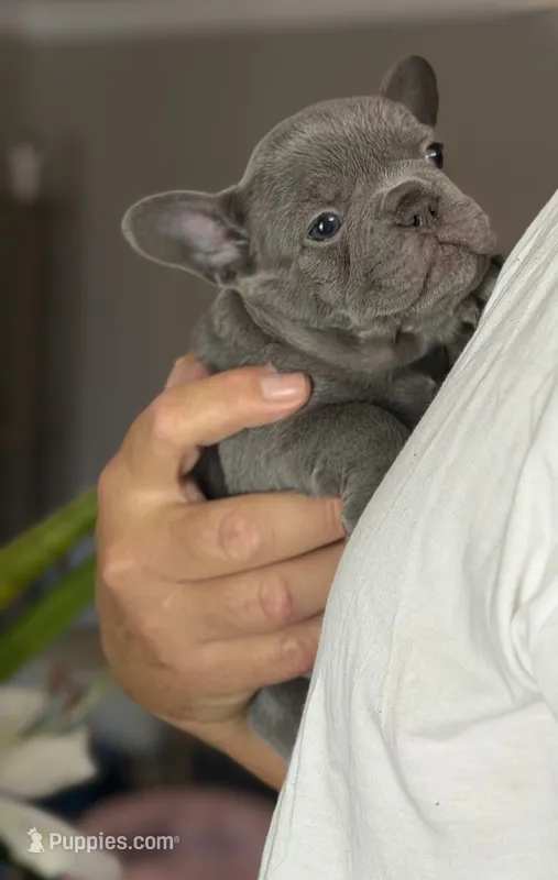 Roxy – French Bulldog puppy for sale in Palm Coast, FL
