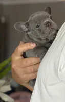 Roxy, a female French Bulldog for sale in Palm Coast, FL – 1 of 8
