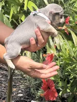 Lil Ray, a male French Bulldog for sale in Palm Coast, FL – 4 of 9