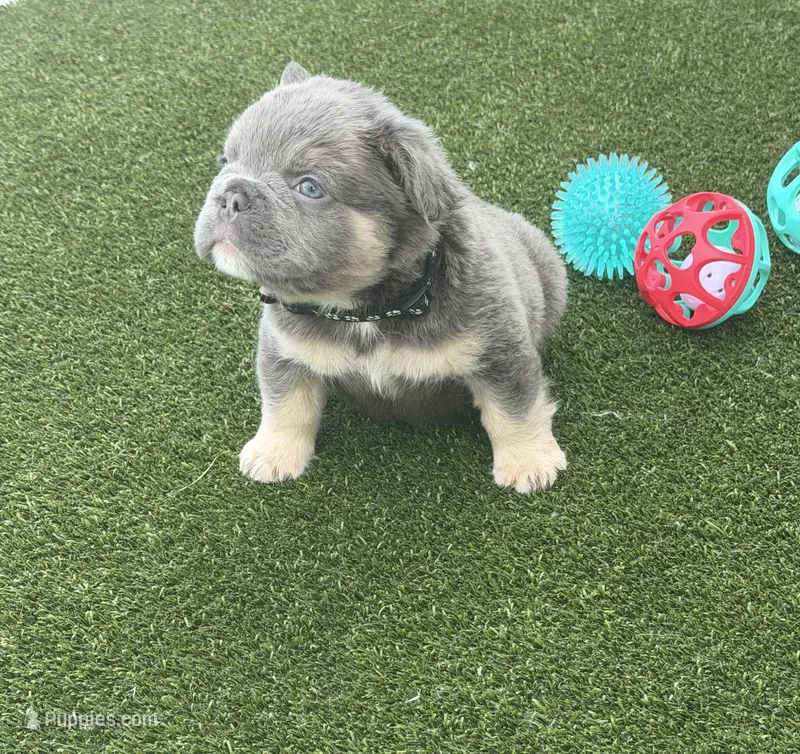 Black  – French Bulldog puppy for sale in Palm Coast, FL