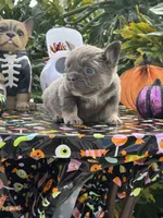 Green, a male French Bulldog for sale in Palm Coast, FL – 3 of 7