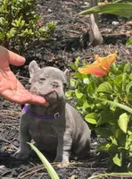 Roxy, a female French Bulldog for sale in Palm Coast, FL – 4 of 7