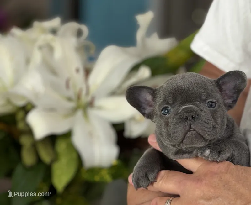 Reese – French Bulldog puppy for sale in Palm Coast, FL