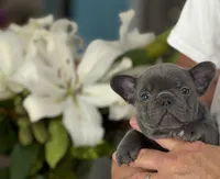 Reese, a male French Bulldog for sale in Palm Coast, FL – 1 of 8