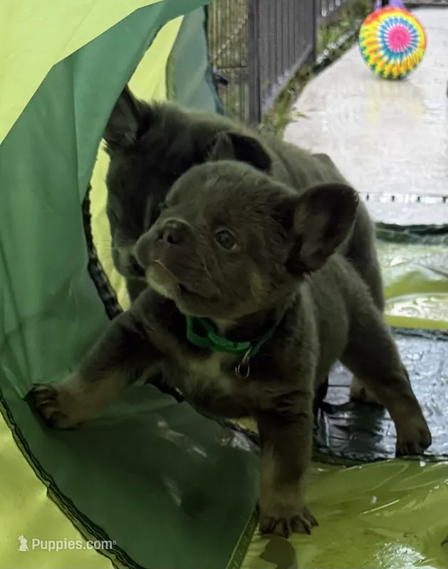 Green – French Bulldog puppy for sale in Palm Coast, FL