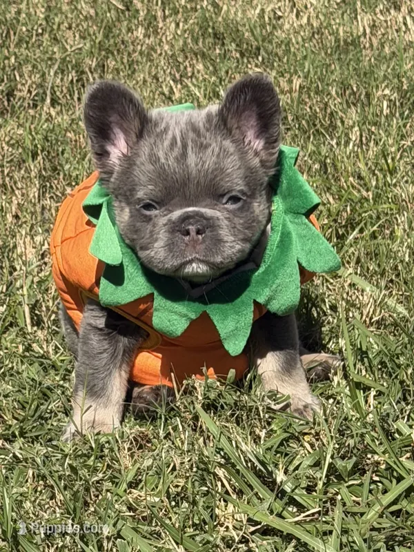 Green – French Bulldog puppy for sale in Palm Coast, FL