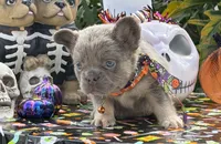 Orange, a male French Bulldog for sale in Palm Coast, FL – 2 of 7