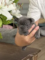 Riley, a male French Bulldog for sale in Palm Coast, FL – 4 of 6