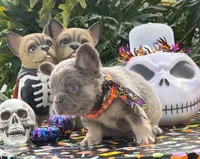 Orange, a male French Bulldog for sale in Palm Coast, FL – 5 of 7