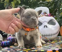Orange, a male French Bulldog for sale in Palm Coast, FL – 3 of 7