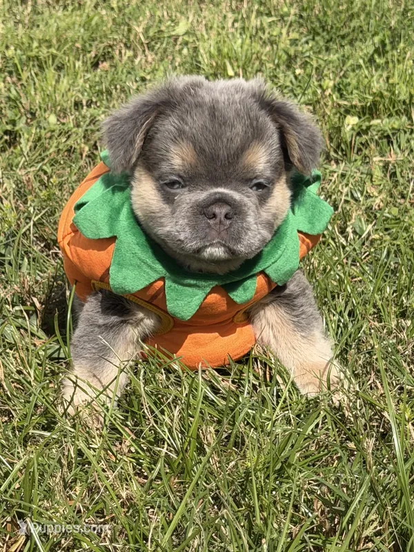 Blue – French Bulldog puppy for sale in Palm Coast, FL