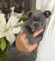 Roman, a  French Bulldog for sale in Houston, TX – 4 of 10