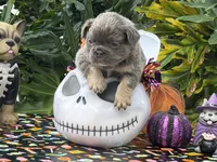 Blue, a male French Bulldog for sale in Palm Coast, FL – 3 of 6