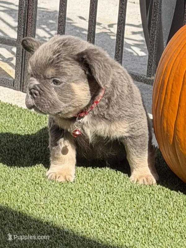 Red – French Bulldog puppy for sale in Palm Coast, FL