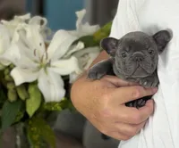 Reese, a male French Bulldog for sale in Palm Coast, FL – 5 of 8