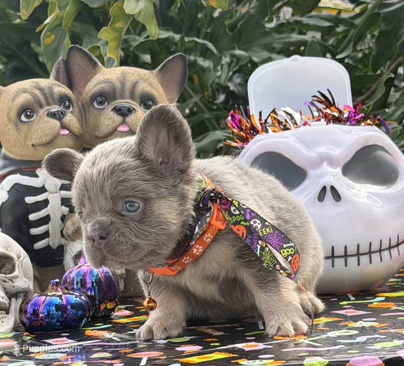 Orange – French Bulldog puppy for sale in Palm Coast, FL
