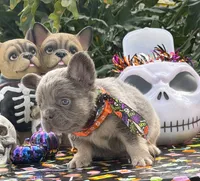 Orange, a male French Bulldog for sale in Palm Coast, FL – 1 of 7
