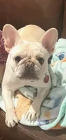 Roxy, a female French Bulldog for sale in Palm Coast, FL – 6 of 8