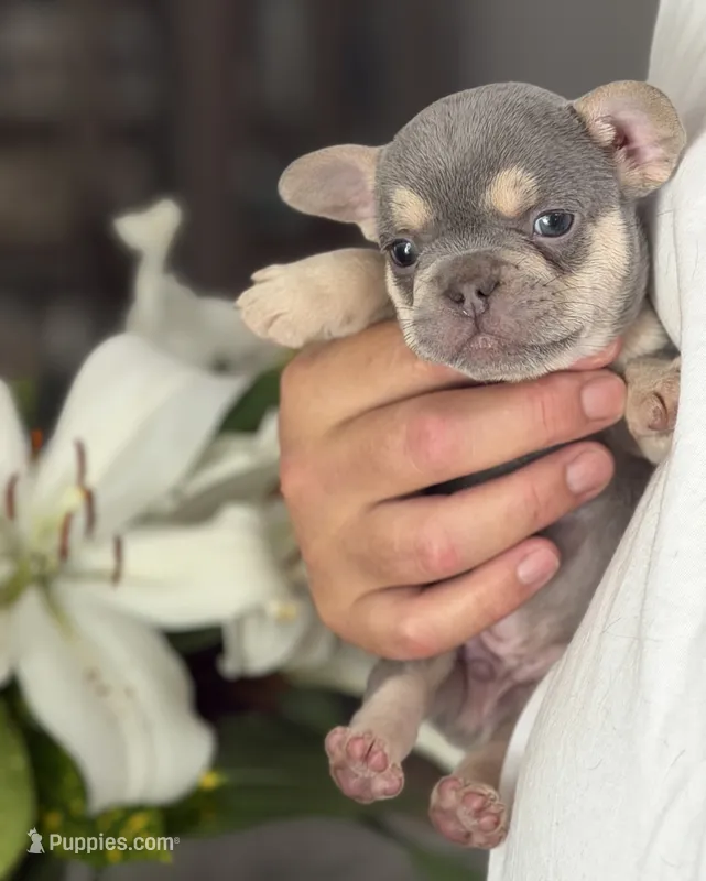 Lil Ray – French Bulldog puppy for sale in Palm Coast, FL