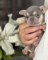 Lil Ray, a male French Bulldog for sale in Palm Coast, FL – 1 of 8