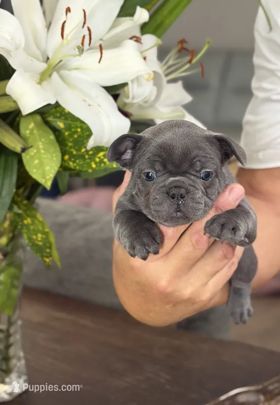 Raya – French Bulldog puppy for sale in Palm Coast, FL
