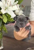 Raya, a female French Bulldog for sale in Palm Coast, FL – 1 of 6