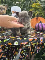 Green, a male French Bulldog for sale in Palm Coast, FL – 5 of 7