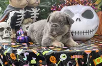 Black , a male French Bulldog for sale in Palm Coast, FL – 6 of 7