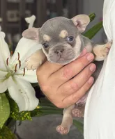 Lil Ray, a male French Bulldog for sale in Palm Coast, FL – 4 of 8