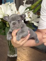 Roxy, a female French Bulldog for sale in Palm Coast, FL – 4 of 8