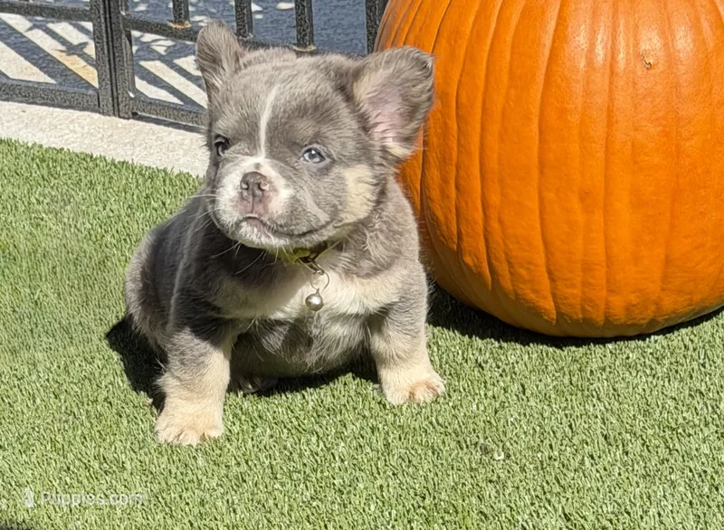 Yellow – French Bulldog puppy for sale in Palm Coast, FL