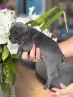 Roman, a  French Bulldog for sale in Houston, TX – 6 of 10