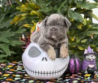 Blue, a male French Bulldog for sale in Palm Coast, FL – 2 of 6