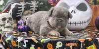 Black , a male French Bulldog for sale in Palm Coast, FL – 2 of 7