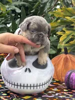 Black , a male French Bulldog for sale in Palm Coast, FL – 7 of 7