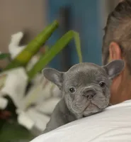 Roxy, a female French Bulldog for sale in Palm Coast, FL – 8 of 8