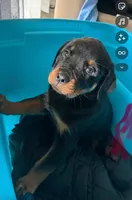 Blue, a male Rottweiler for sale in Newark, DE – 2 of 2