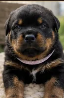 Pink, a female Rottweiler for sale in Newark, DE – 1 of 2