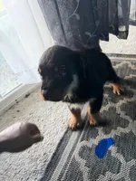 Pink, a female Rottweiler for sale in Newark, DE – 2 of 2