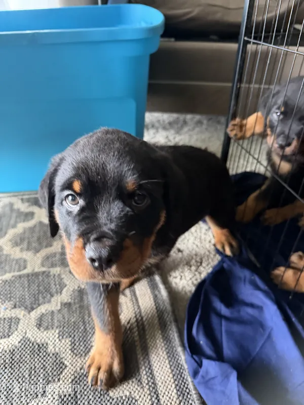 Blue – Rottweiler puppy for sale in Newark, DE