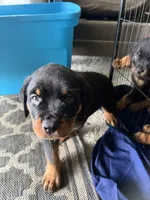 Blue, a male Rottweiler for sale in Newark, DE – 1 of 2